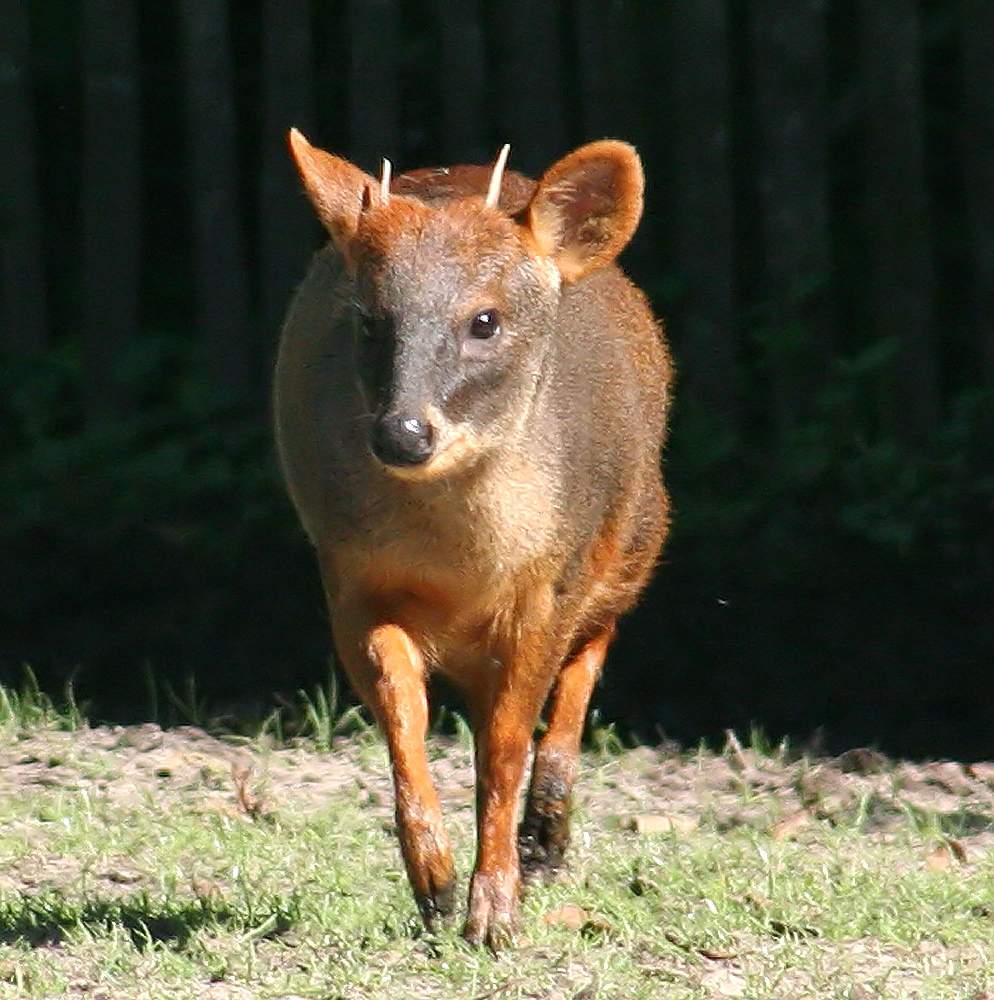 Pyu deer