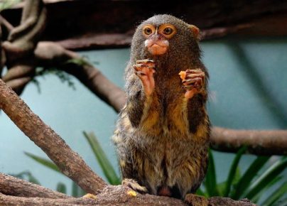 Dwarf Marmoset