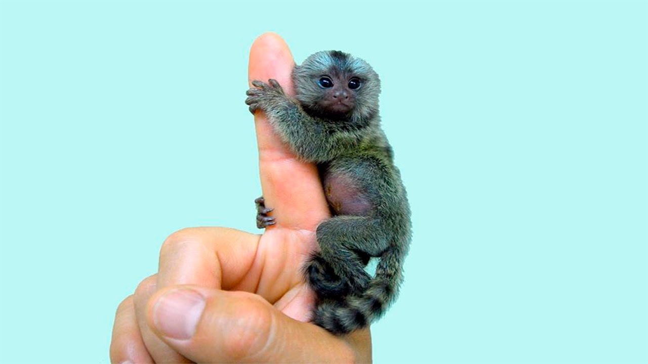 Dwarf Marmoset