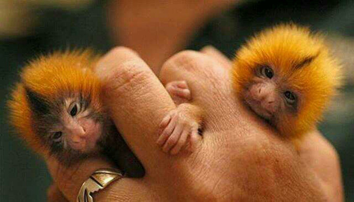 Dwarf marmosets in the human hand