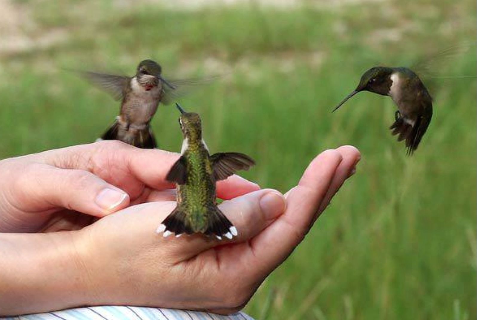 Hummingbird bees flocked in the palm of a person