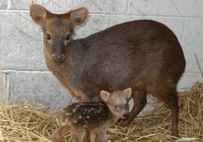 Dwarf Pudu deer - a female with a cub