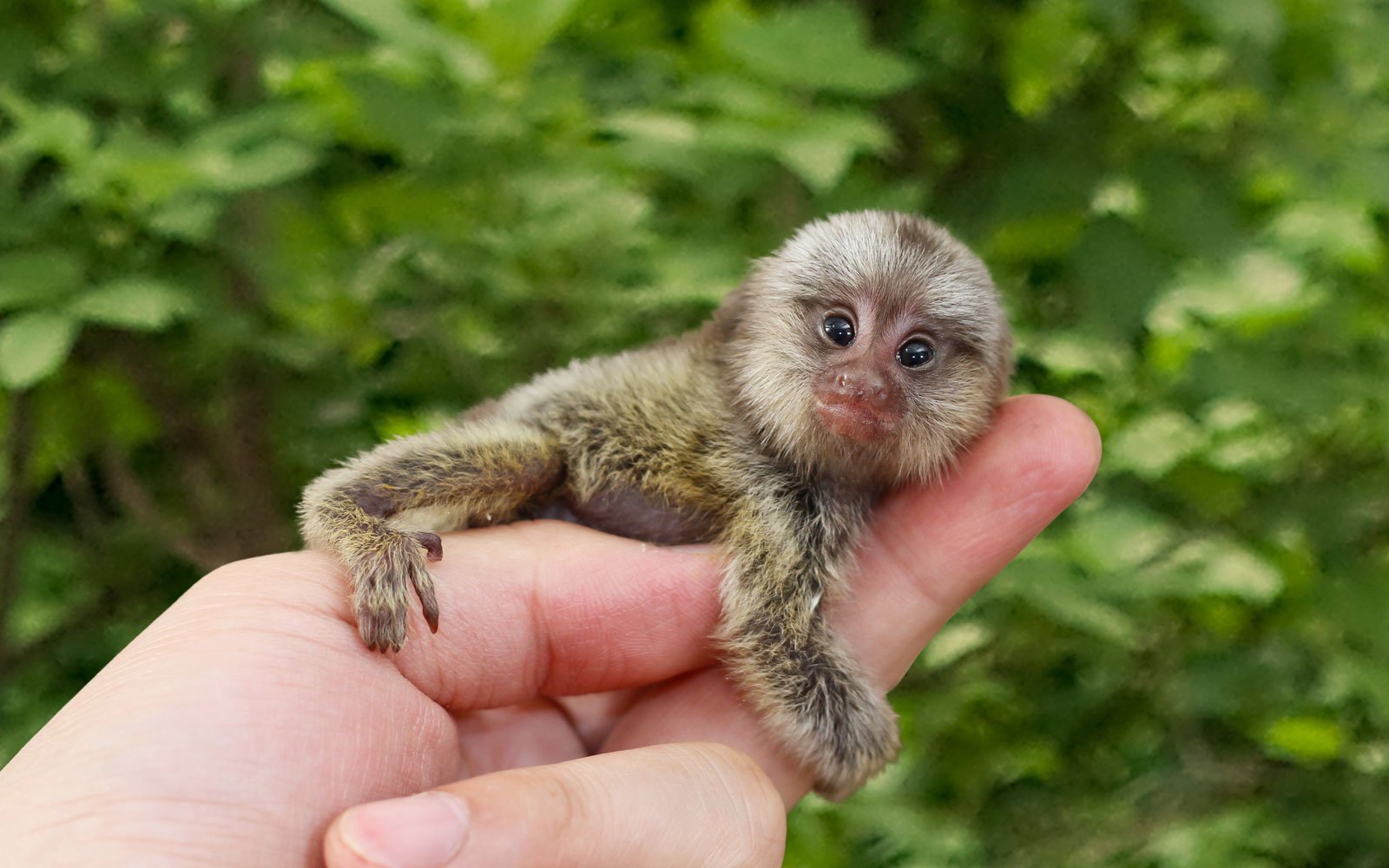 Dwarf Marmoset