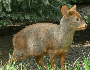 Pyu deer