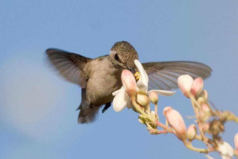 Hummingbird
