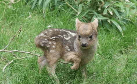 Dwarf Poodu Cub