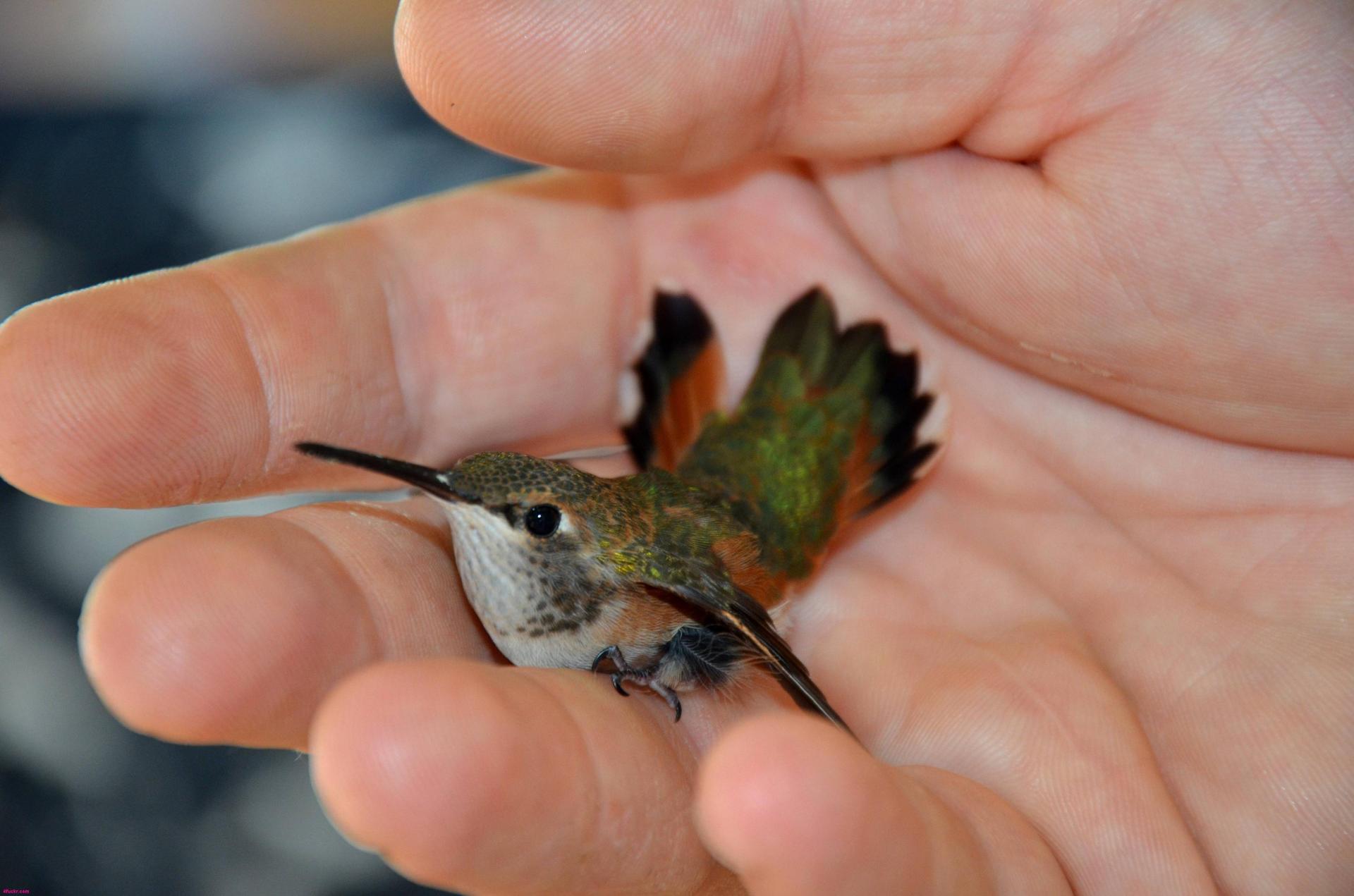 Hummingbird in the palm of your hand