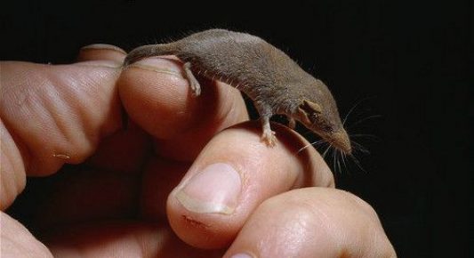 Dwarf tooth compared to the hand