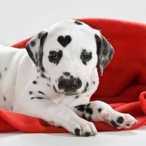puppy with a heart