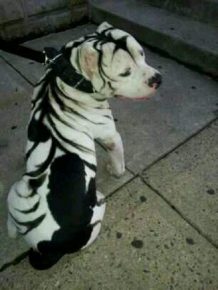 pit bull with zebra stripes