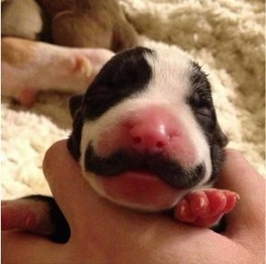 mustachioed puppy