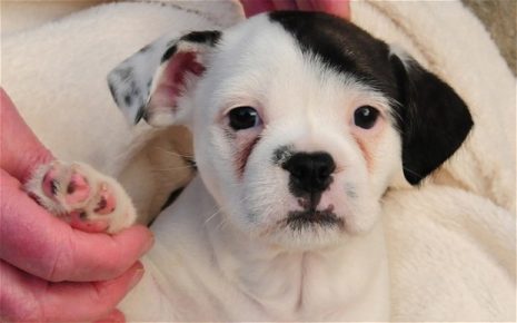 A puppy looking like Hitler