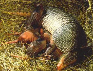 Female Armadillo with Cubs