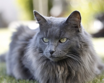 Nibelung Nebelung, Longhaired Russian Blue
