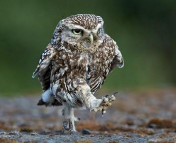 Owl is walking