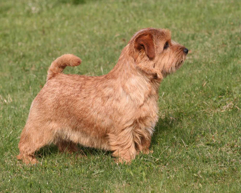 Norfolk Terrier - photo