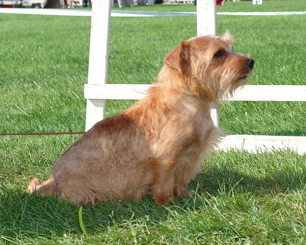 Norfolk Terrier - photo