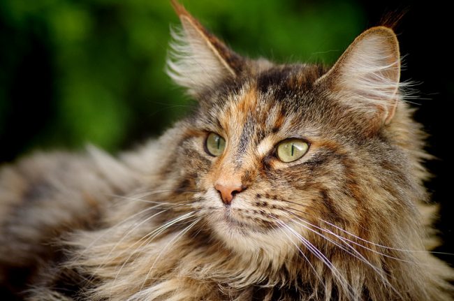 Caring for Norwegian hair is not complicated. Her hair structure is such that the hair does not tangled like that of Persians. Therefore, combing kitty is worth a couple of times a week.