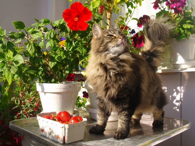 A cat that walks on its own is just about the Norwegian forest