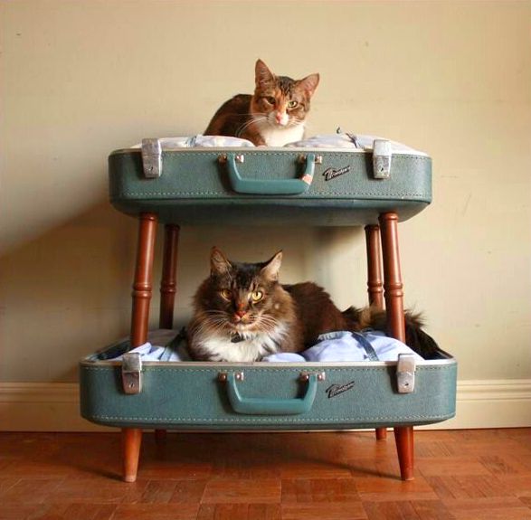 Norwegian forest cats get along well with other pets.