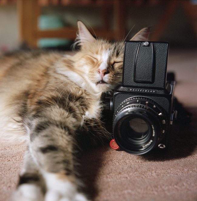 Norwegian Forest Tired of Creative Weekdays