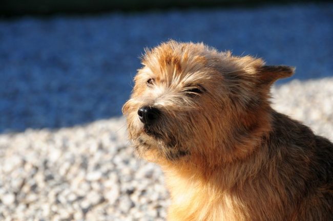If you live in an apartment, then be prepared for the fact that the Norwich Terrier breed is quite active dogs. They will be bored of sitting at home. Therefore, daily time must be devoted to physical activity and games.