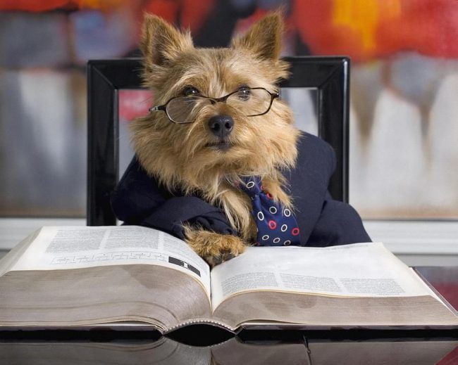 The Norwich Terrier is a very smart dog. One of them got a job as a professor at the university.