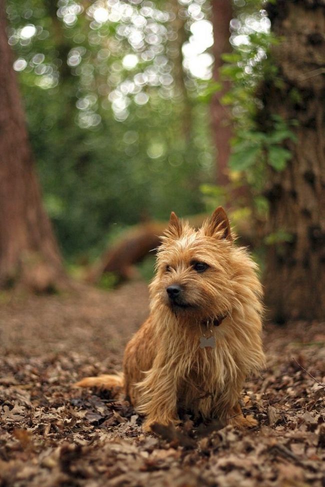 The Norwich Terrier needs space to have energy to pour out. This does not mean that the Norwich Terrier will not be able to live in the apartment. Long active walks are simply necessary.