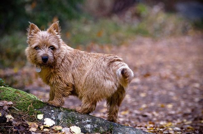 The Norwich Terrier is calmly lonely. That is why the dog is popular among busy people. You can leave it for the whole day and not worry that it arranges tantrums at home.