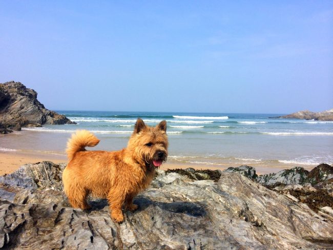 Owners often complain that Norwich Terrier dogs become uncontrollable when they are released from the leash on the street. Hunting for other dogs and birds begins. This is a flaw that can be eliminated by training the animal. But it is impossible to completely eradicate the hunter's instinct.