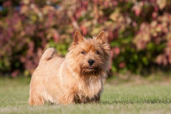 Norwich Terrier