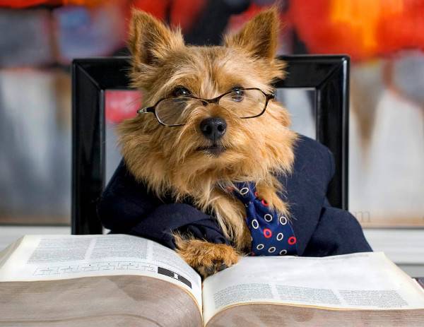 funny norwich terrier