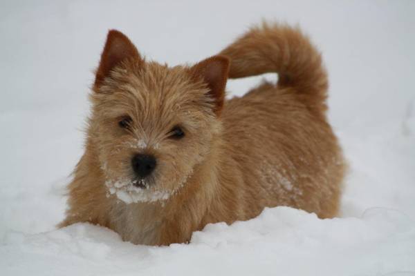 Norwich Terrier in winter