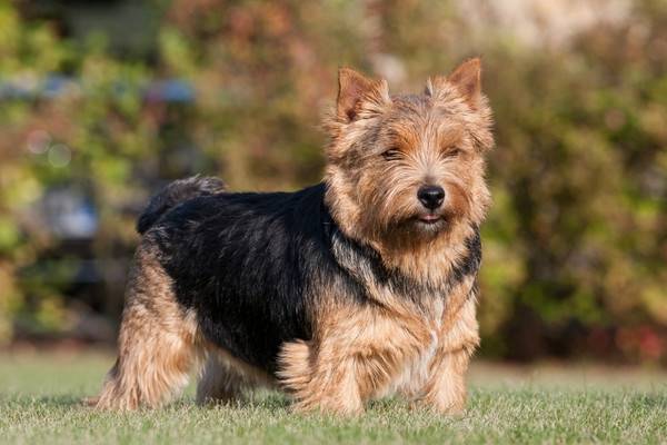 Norwich Terrier breed description