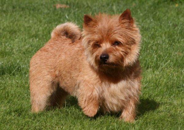 Norwich Terrier Red