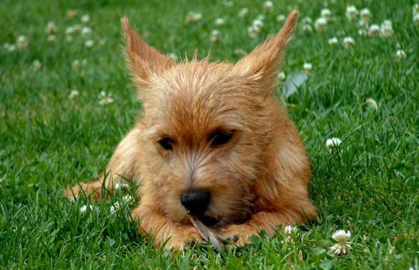 Norwich Terrier Lies