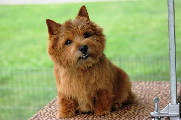 Norwich Terrier is watching