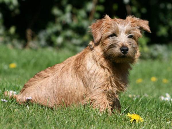Norwich Terrier in nature