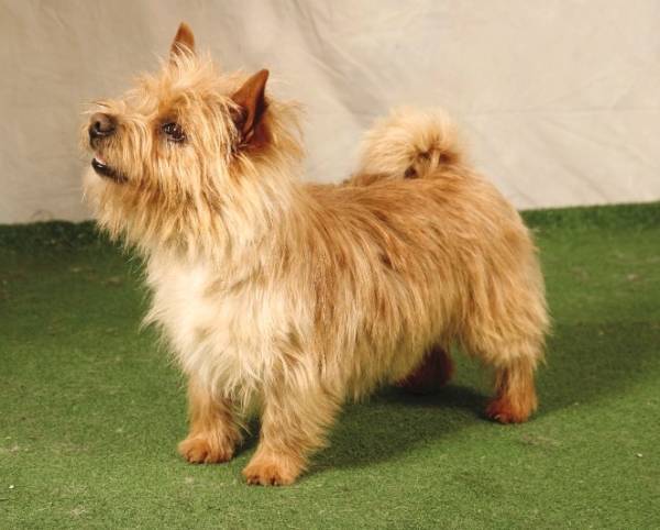 Norwich Terrier beautiful dog