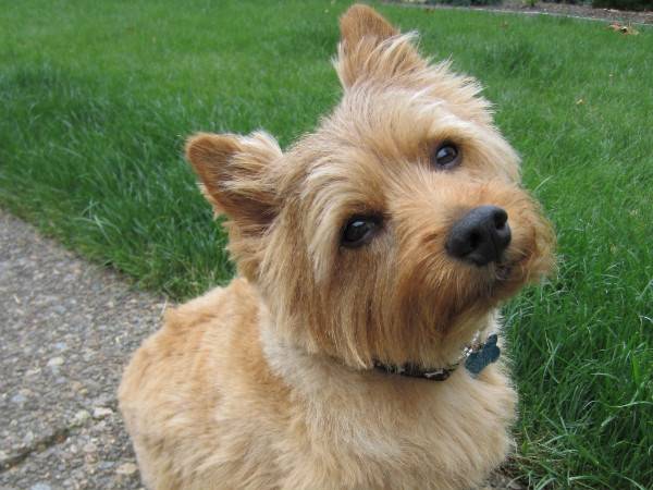 Norwich Terrier is sitting