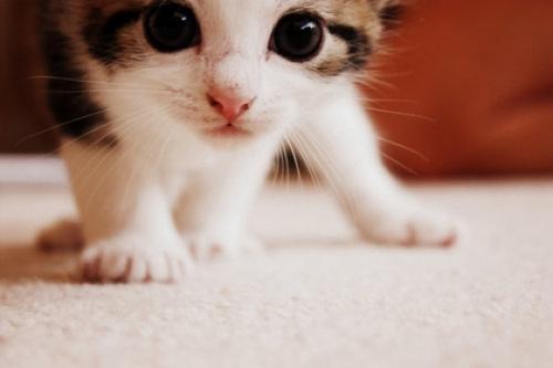 New kitten in the house