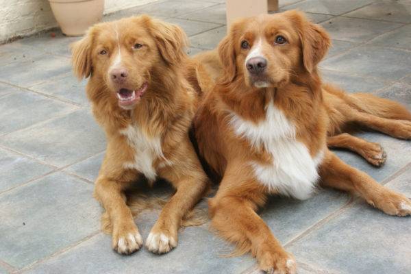 nova scotian retriever