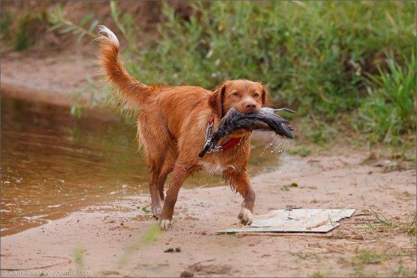nova scottish retriever with prey