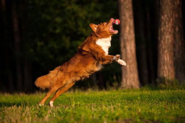 Nova Scotia Retriever with the ball