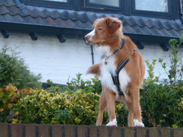 Nova Scotia retriever with a collar