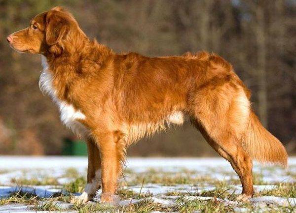 Description of the Nova Scotia Retriever