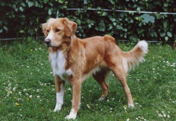 Nova Scotia Retriever Wool