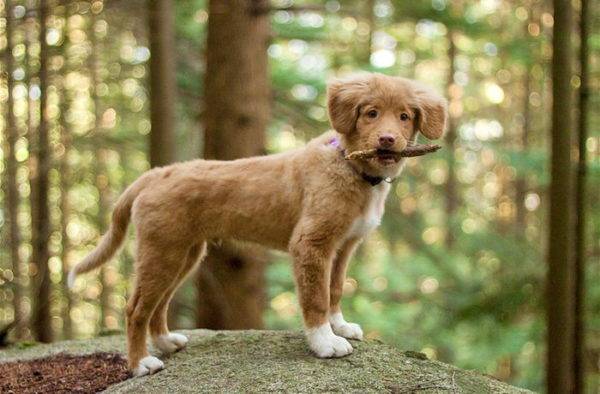 the character of the Nova Scotia retriever