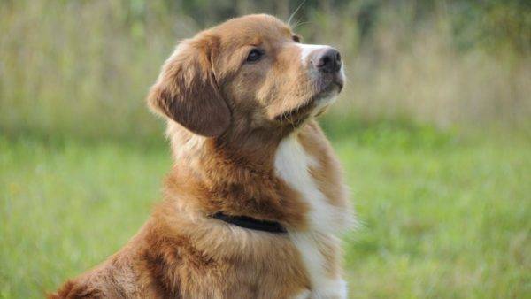 beautiful nova scotian retriever