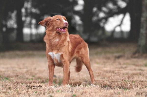 cute Nova Scotia retriever